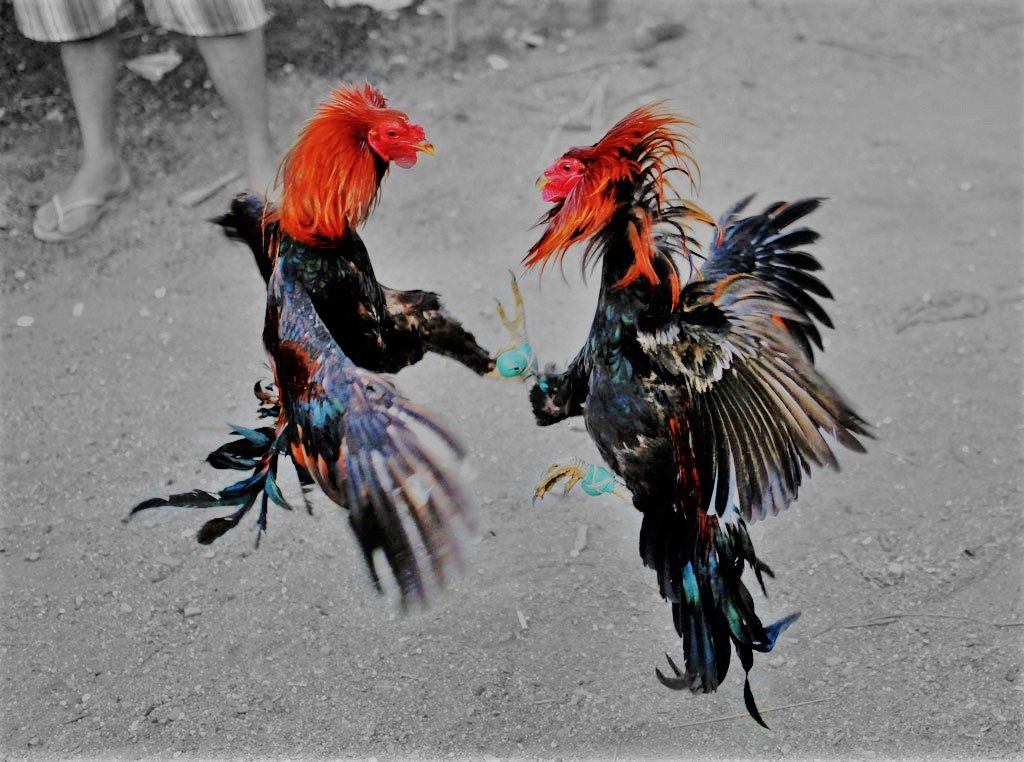 Main S128 Sabung Ayam Online Mobile Android