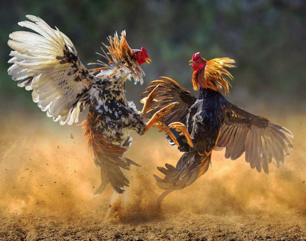 Situs Video Sabung Ayam S128 Live